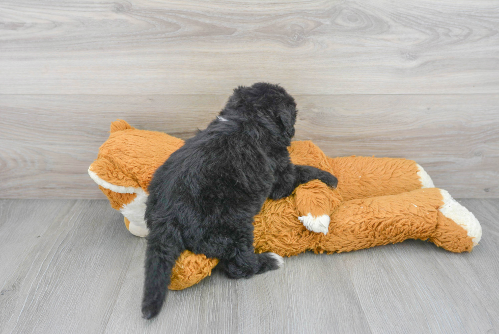 Hypoallergenic Sheep Dog Poodle Mix Puppy