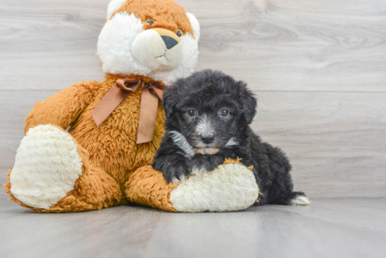 Energetic Sheep Dog Poodle Mix Puppy