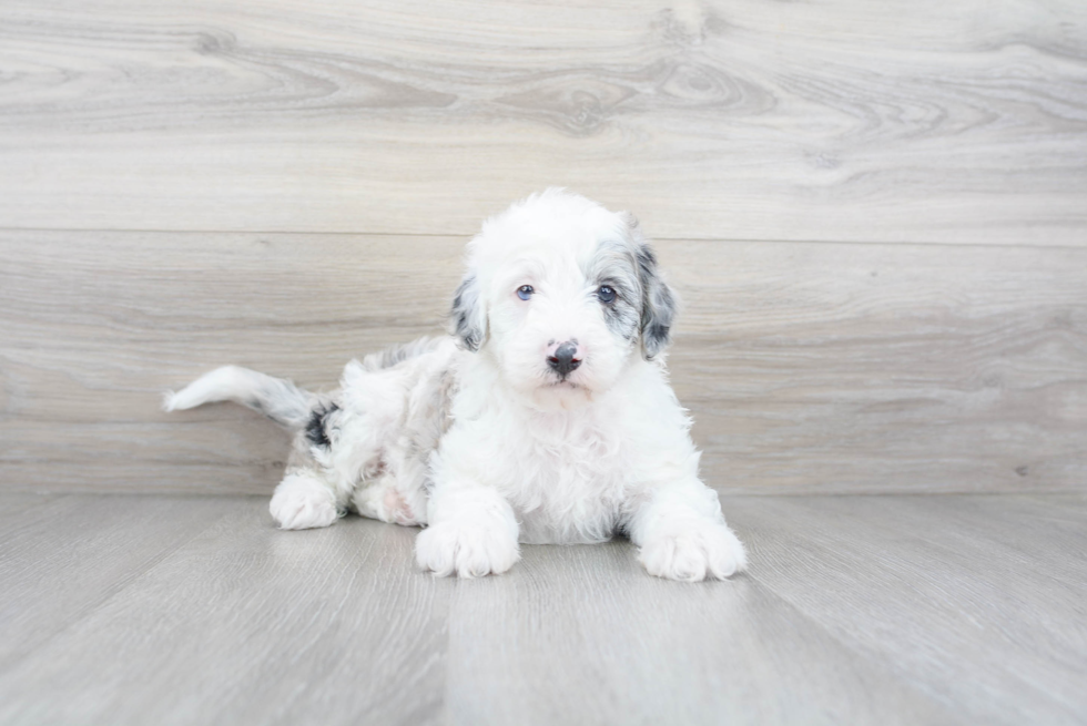 Funny Mini Sheepadoodle Poodle Mix Pup