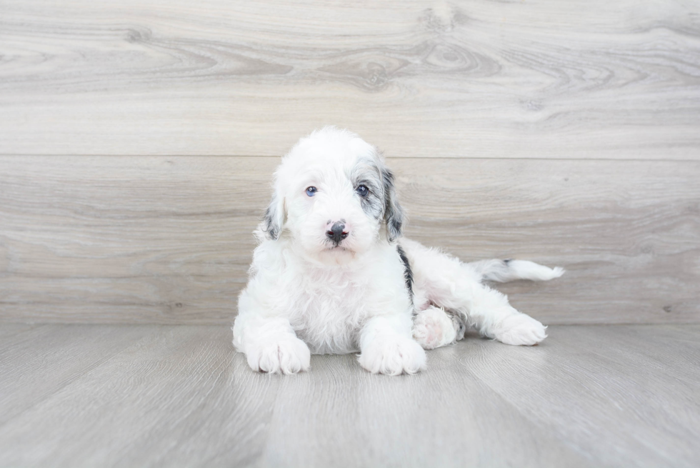 Mini Sheepadoodle Pup Being Cute