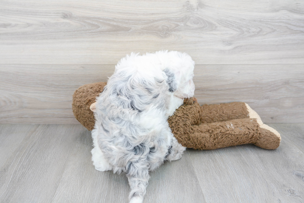 Mini Sheepadoodle Pup Being Cute