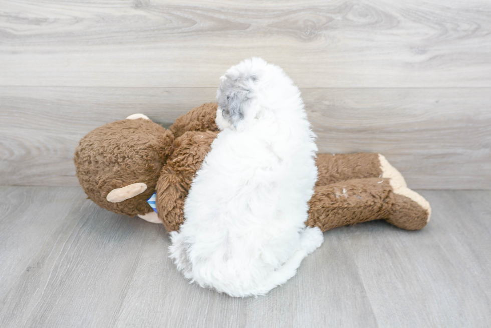 Sweet Mini Sheepadoodle Baby