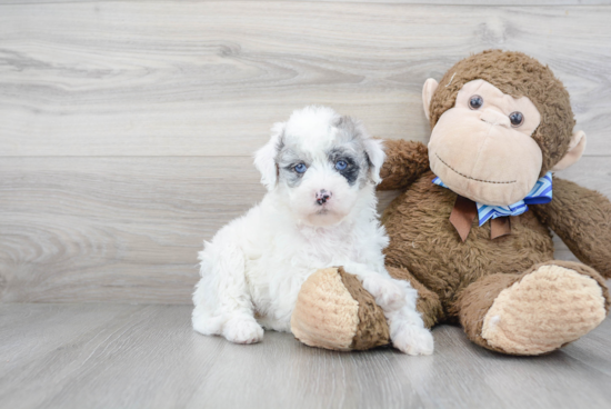 Best Mini Sheepadoodle Baby