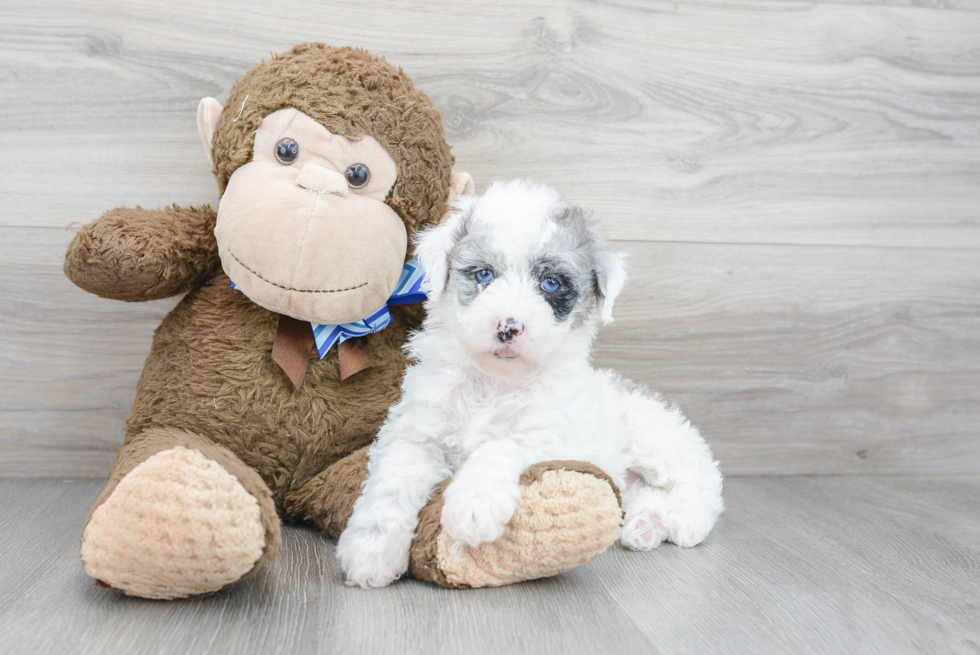 Best Mini Sheepadoodle Baby