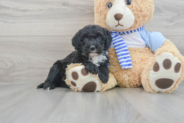 Popular Mini Sheepadoodle Poodle Mix Pup