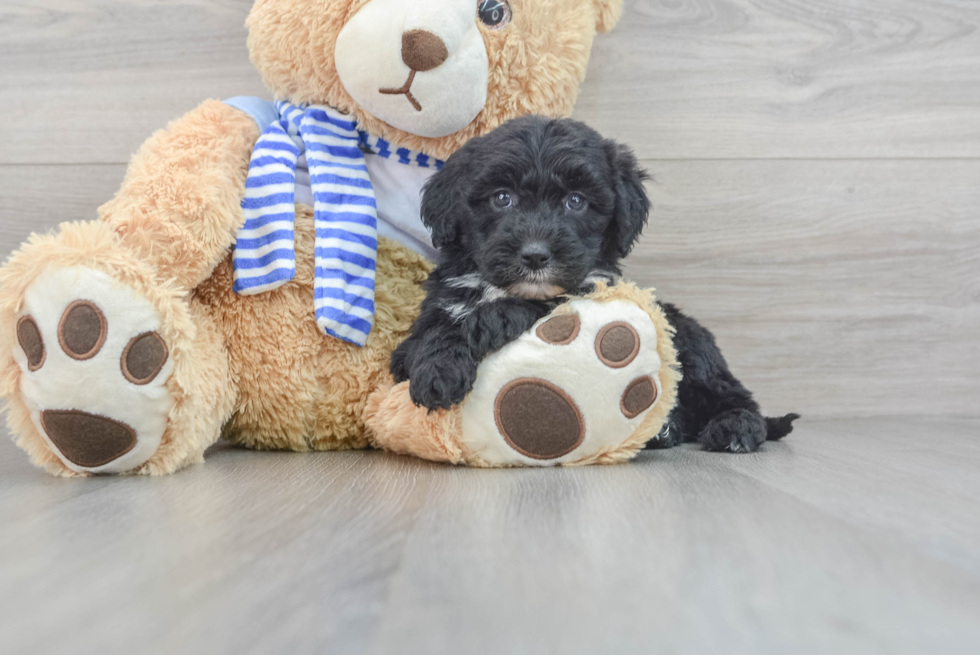 Hypoallergenic Sheep Dog Poodle Mix Puppy