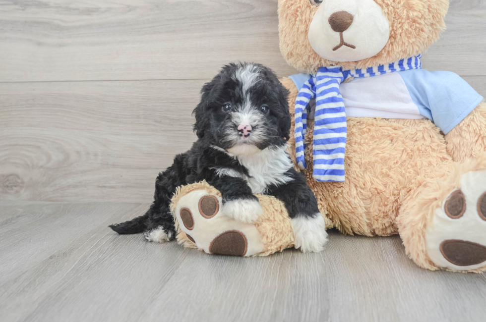 Find Puppies For Sale - Bundles of Joy - Premier Pups