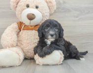 7 week old Mini Sheepadoodle Puppy For Sale - Premier Pups