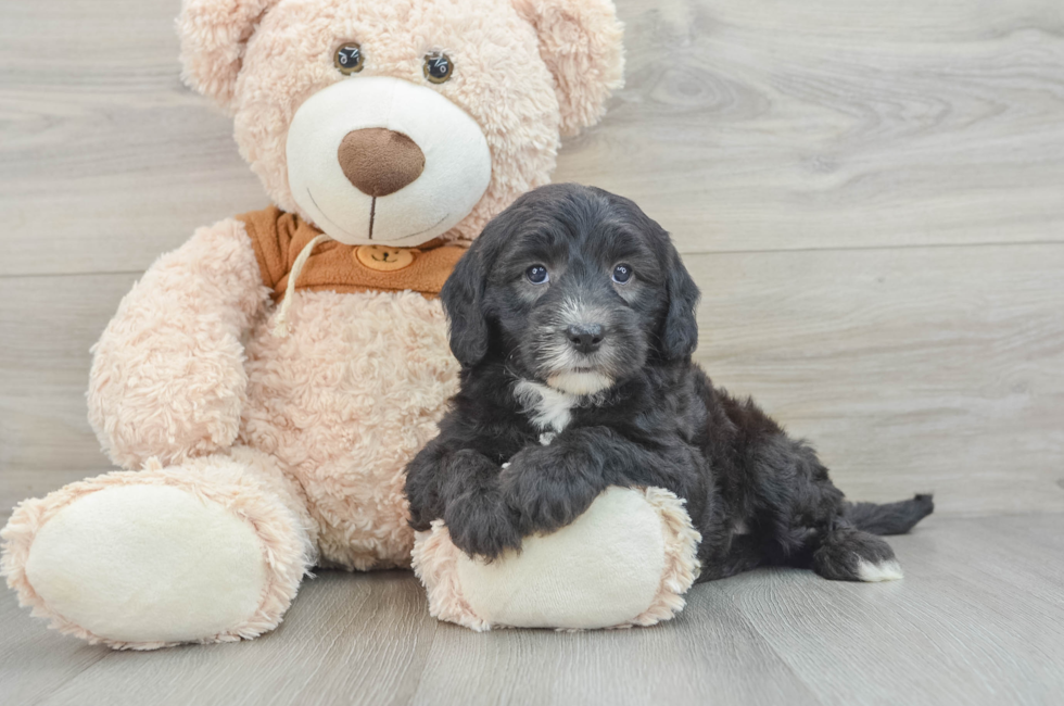 6 week old Mini Sheepadoodle Puppy For Sale - Premier Pups