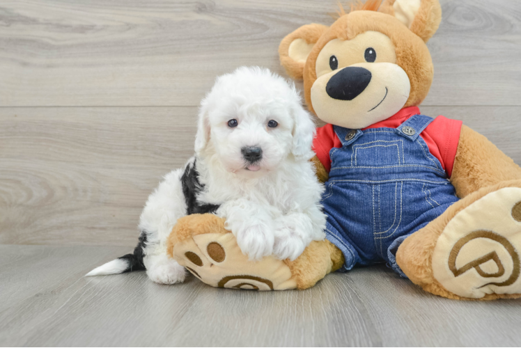 Mini Sheepadoodle Puppy for Adoption