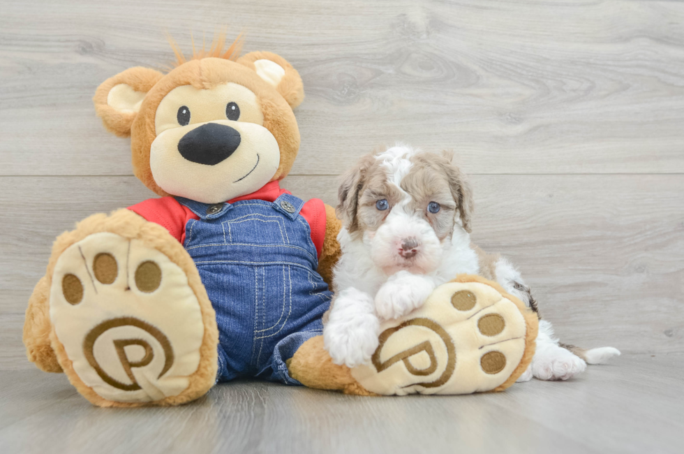 5 week old Mini Sheepadoodle Puppy For Sale - Premier Pups