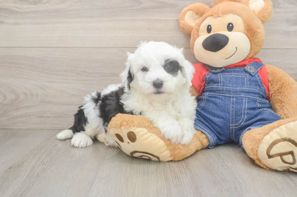 5 week old Mini Sheepadoodle Puppy For Sale - Premier Pups