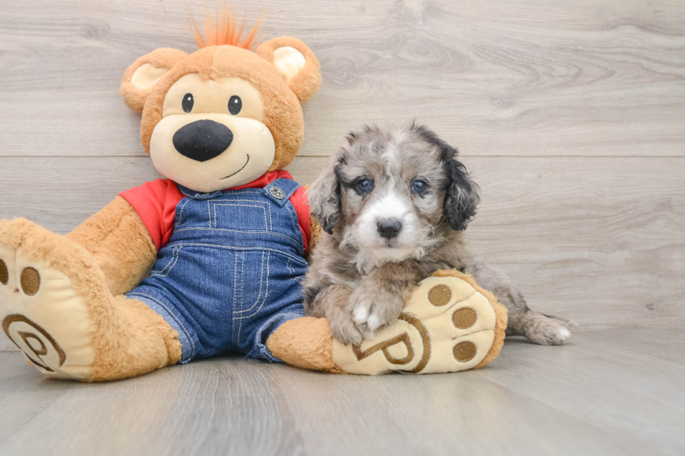 Mini Sheepadoodle Pup Being Cute