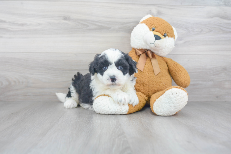 Friendly Mini Sheepadoodle Baby