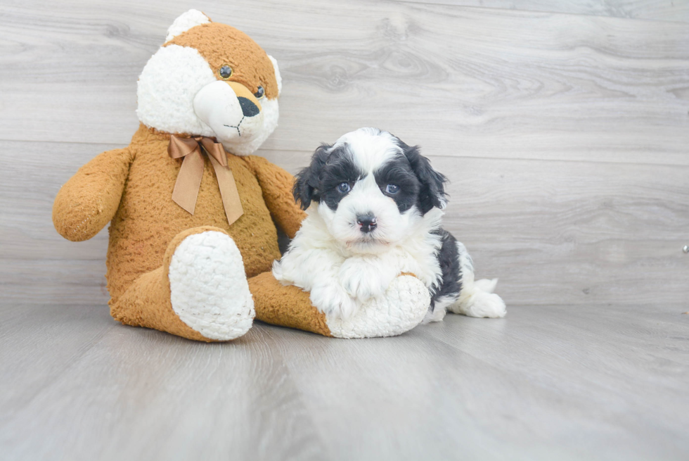 Best Mini Sheepadoodle Baby