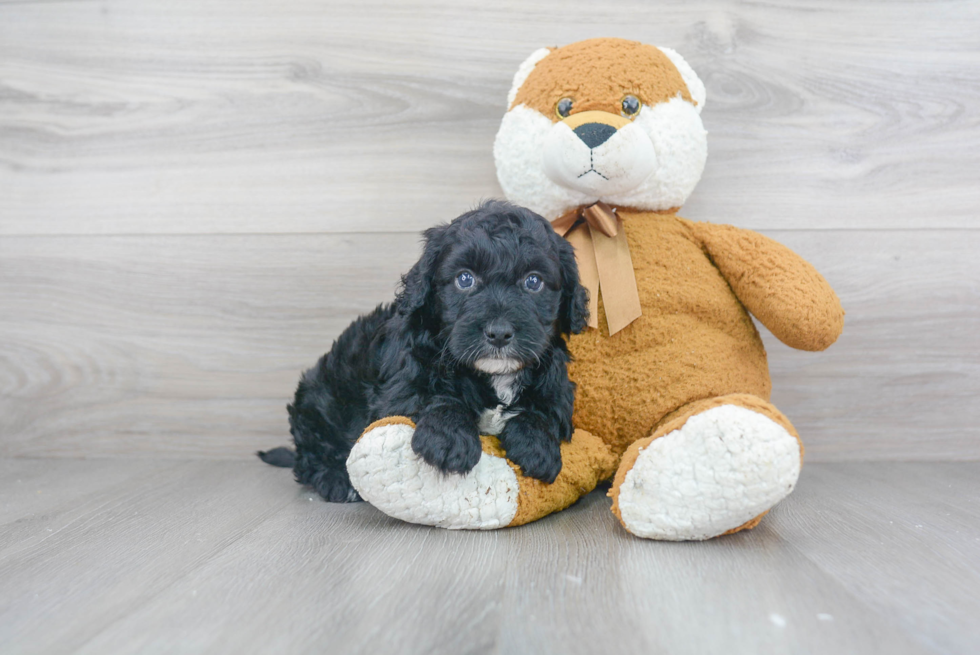 Adorable Sheep Dog Poodle Mix Puppy