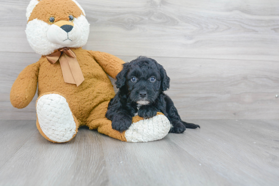 Popular Mini Sheepadoodle Poodle Mix Pup