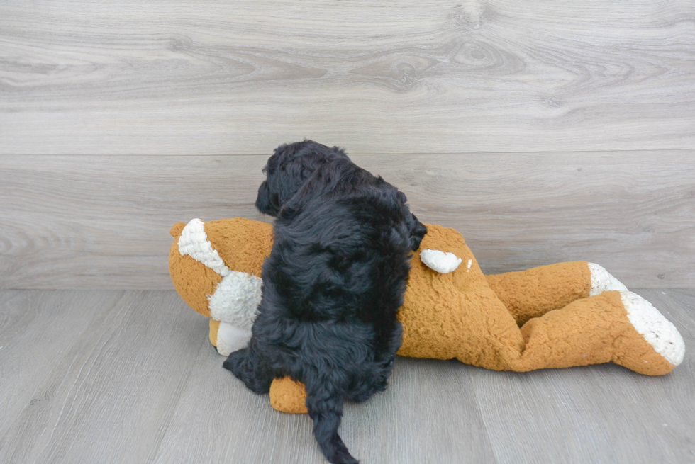 Mini Sheepadoodle Pup Being Cute