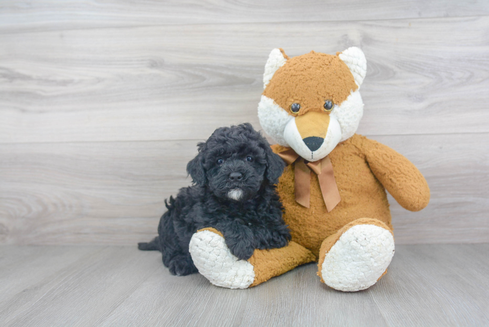 Mini Sheepadoodle Pup Being Cute