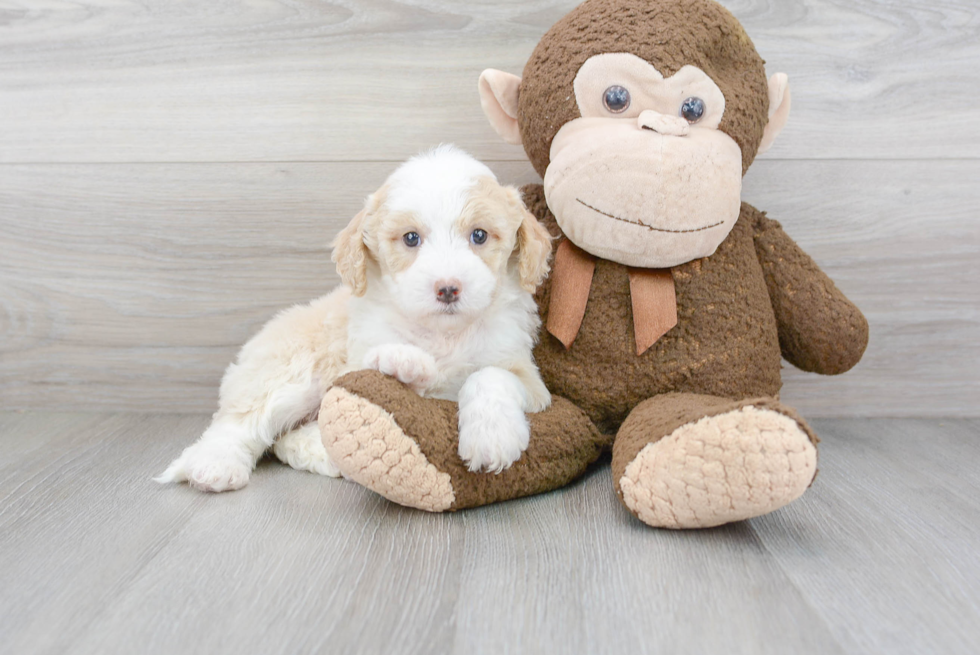 Best Mini Sheepadoodle Baby