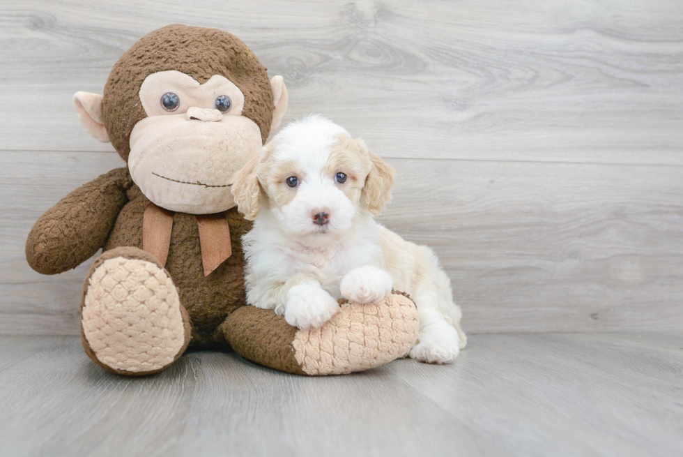 Fluffy Mini Sheepadoodle Poodle Mix Pup