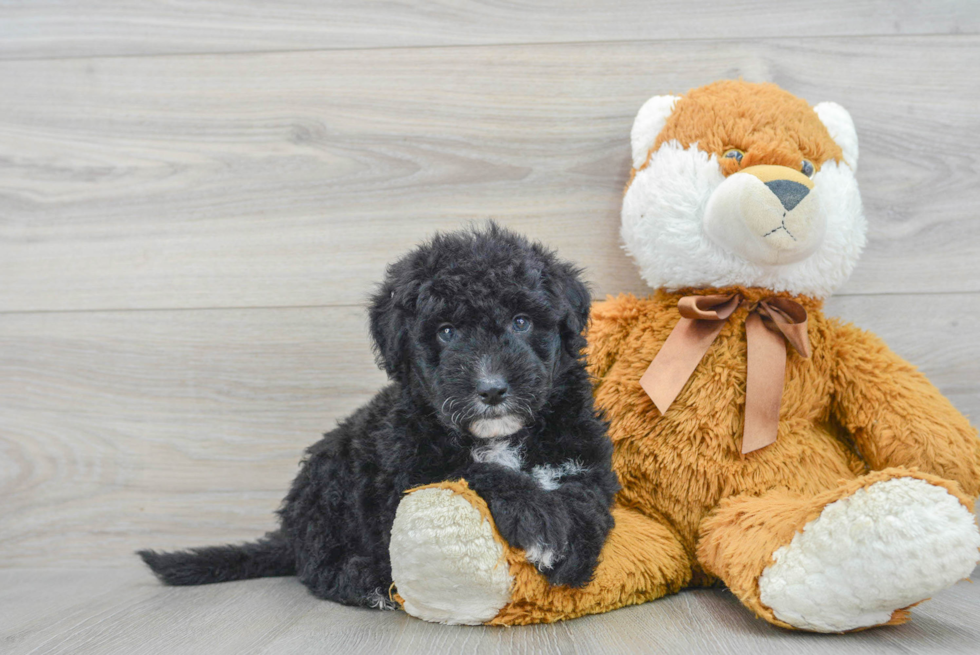 Friendly Mini Sheepadoodle Baby