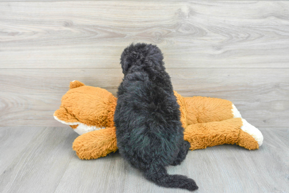 Friendly Mini Sheepadoodle Baby