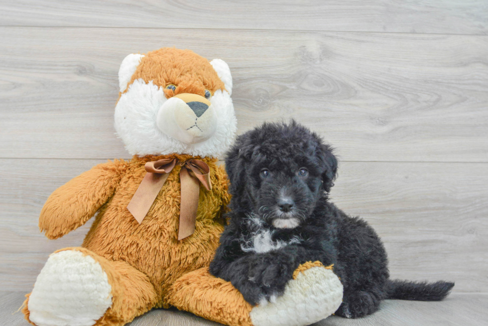 Mini Sheepadoodle Pup Being Cute