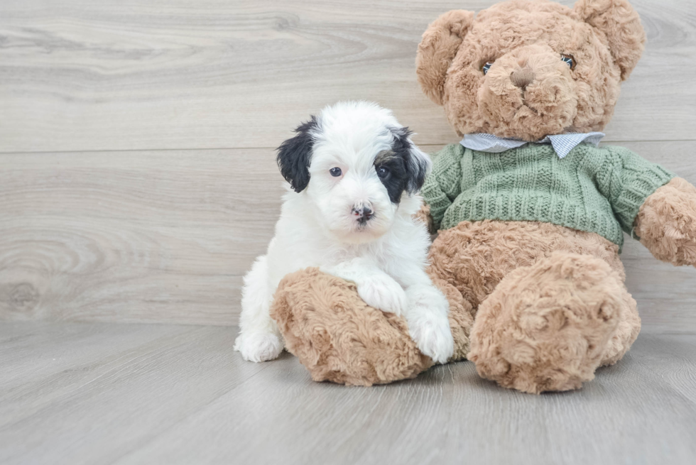 Best Mini Sheepadoodle Baby