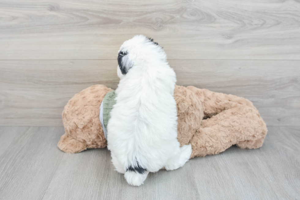 Best Mini Sheepadoodle Baby