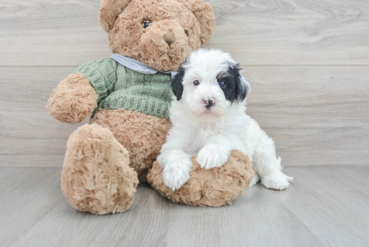 Adorable Sheep Dog Poodle Mix Puppy