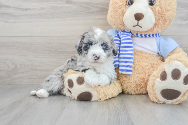 Mini Sheepadoodle Puppy for Adoption