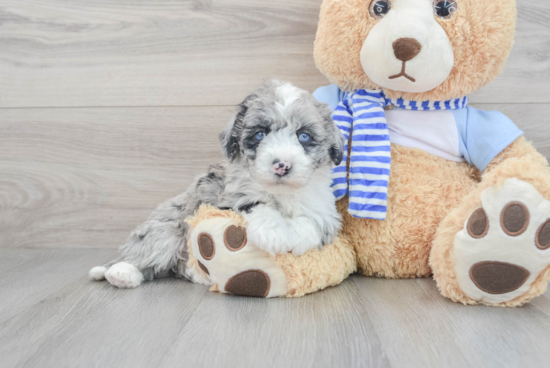 Mini Sheepadoodle Puppy for Adoption