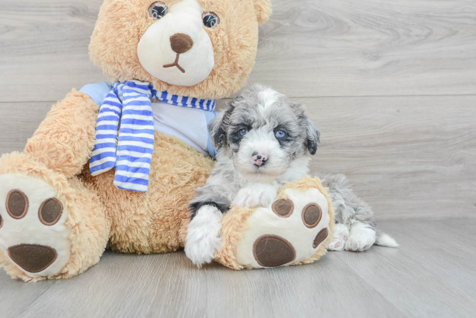 Playful Sheep Dog Poodle Mix Puppy