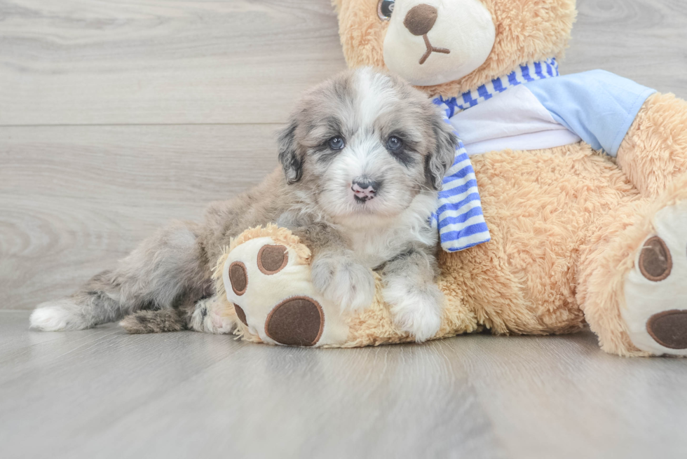 Hypoallergenic Sheep Dog Poodle Mix Puppy