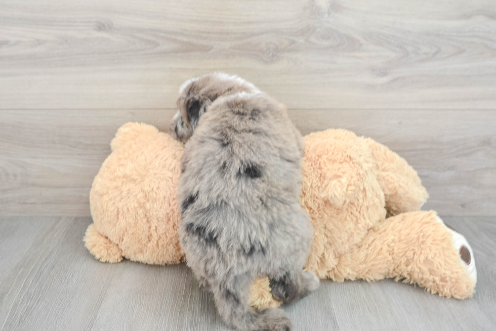 Best Mini Sheepadoodle Baby