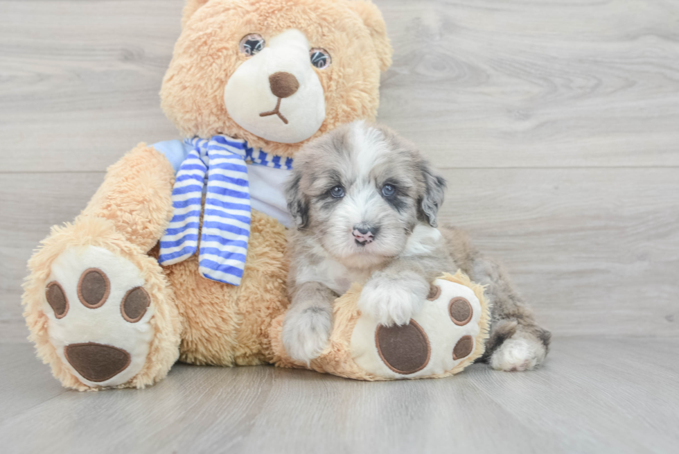 Best Mini Sheepadoodle Baby