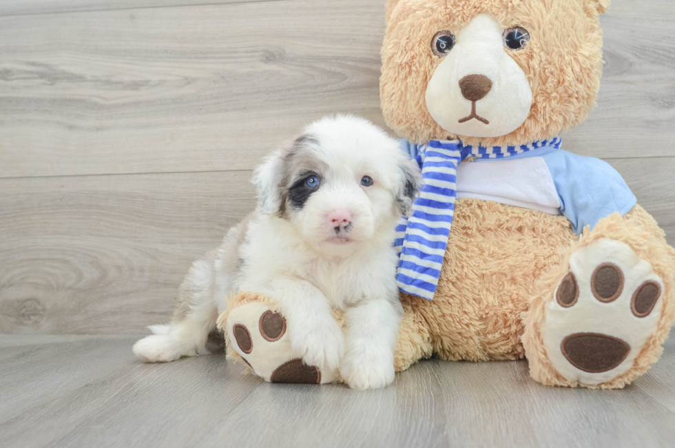 7 week old Mini Sheepadoodle Puppy For Sale - Premier Pups