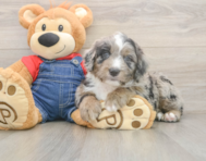 6 week old Mini Sheepadoodle Puppy For Sale - Premier Pups