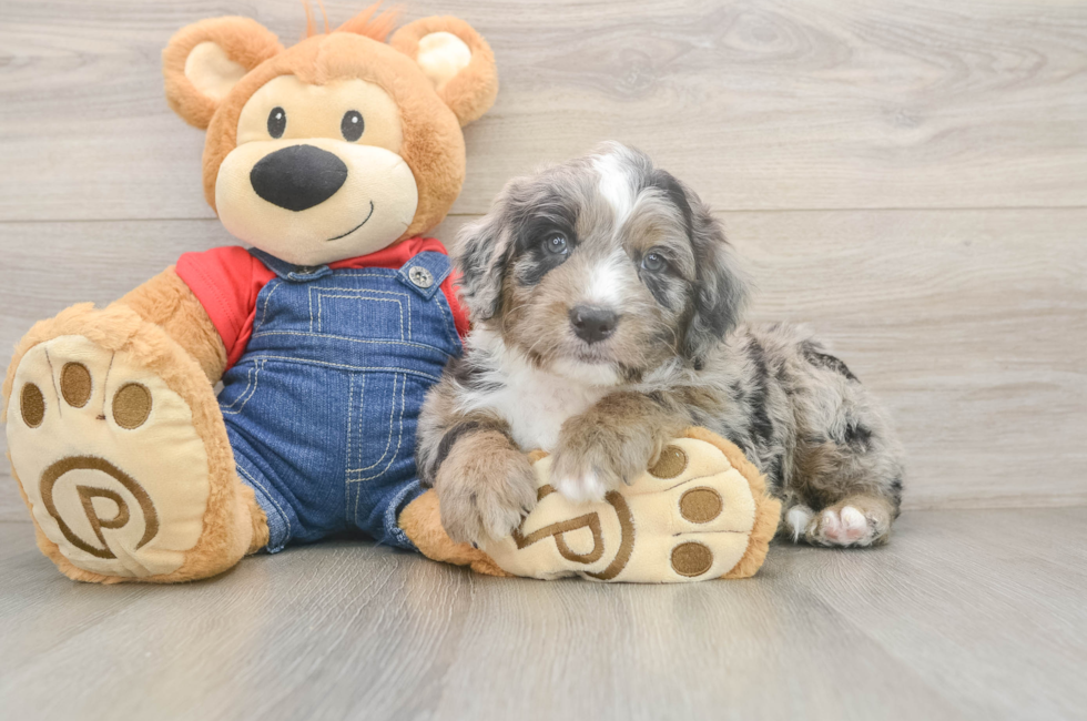 5 week old Mini Sheepadoodle Puppy For Sale - Premier Pups
