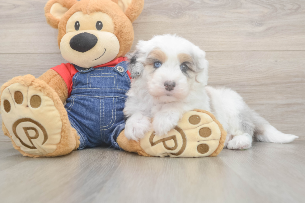 Mini Sheepadoodle Puppy for Adoption