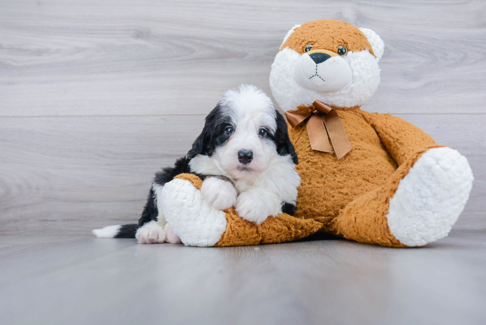 Best Mini Sheepadoodle Baby