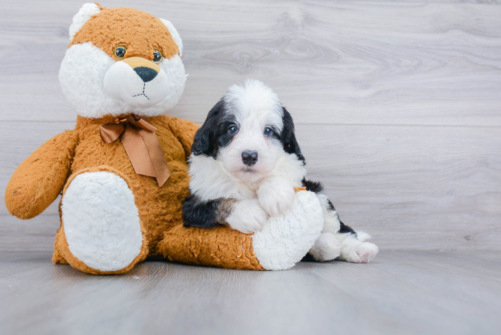 Best Mini Sheepadoodle Baby