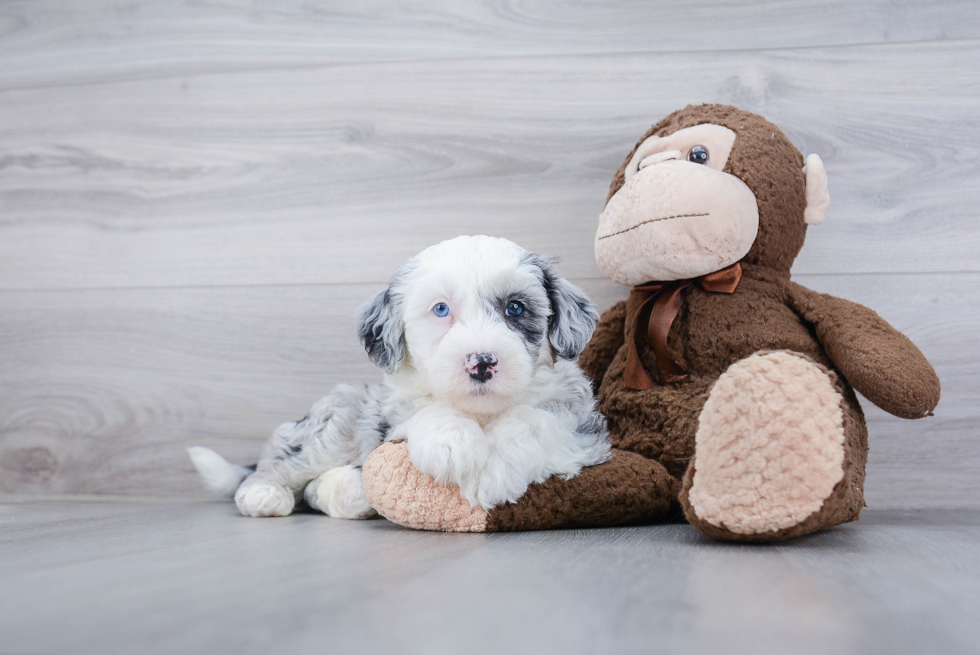 Funny Mini Sheepadoodle Poodle Mix Pup