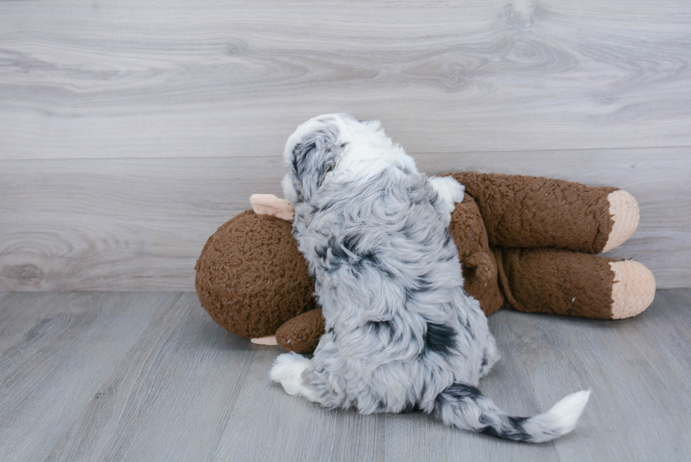 Best Mini Sheepadoodle Baby