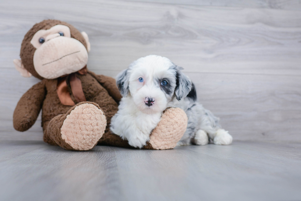 Happy Mini Sheepadoodle Baby