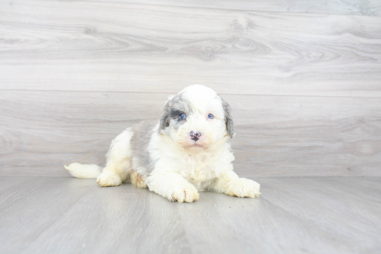 Mini Sheepadoodle Puppy for Adoption