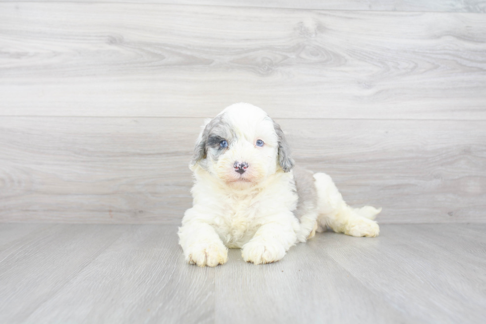 Popular Mini Sheepadoodle Poodle Mix Pup