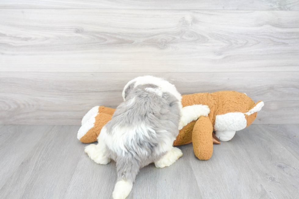 Sweet Mini Sheepadoodle Baby