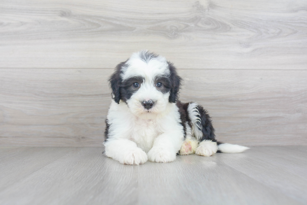 Energetic Sheep Dog Poodle Mix Puppy